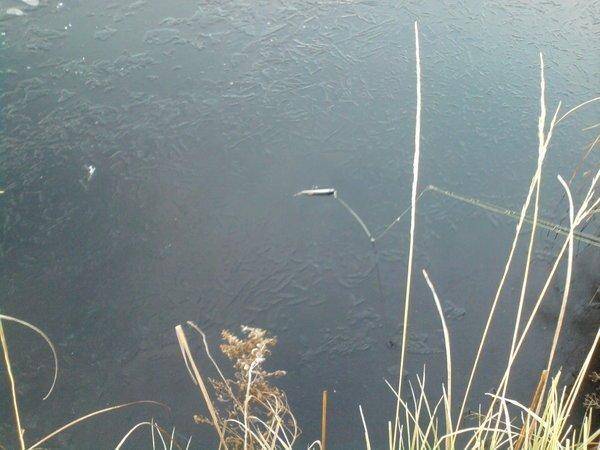 56238b6aee4f5_0857.thumb.jpg.4432634bffe