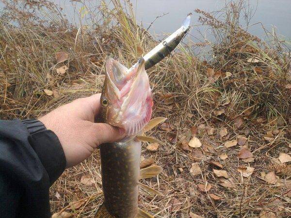 56238bf1974d4_0858.thumb.jpg.67f654c0a62