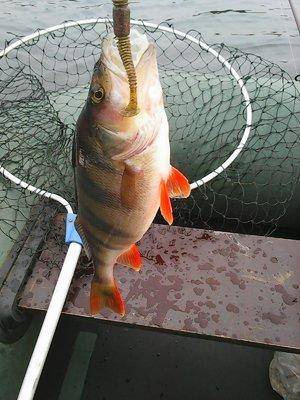 5623d5c15366c__18__003.thumb.jpg.ee35a48