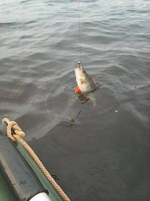 5623d5eb469fe__18__005.thumb.jpg.3204684