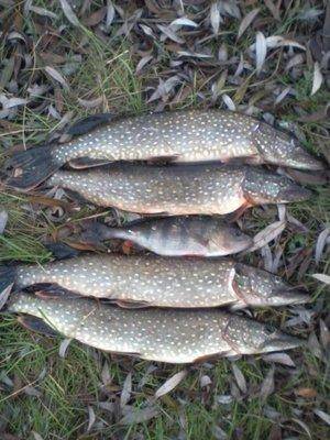 5634d6094e932_-0004.thumb.jpg.8f368b9926