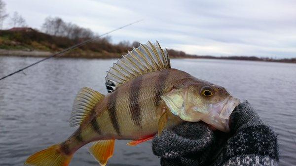 DSC_2015.thumb.JPG.613b759683d5d73d8f8c6