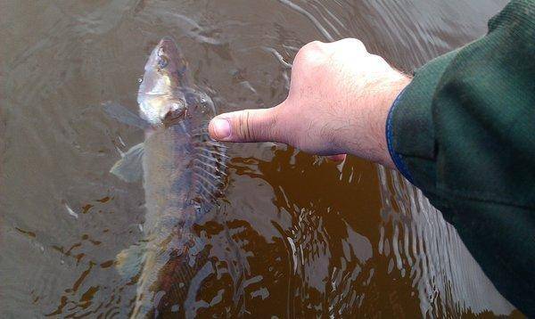 IMAG0426.thumb.jpg.a40fab92cc78113302faf