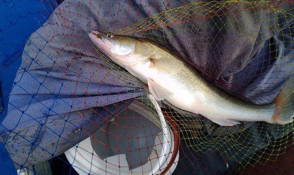 IMAG0427.thumb.jpg.4e8d3aa07f34065b06b71