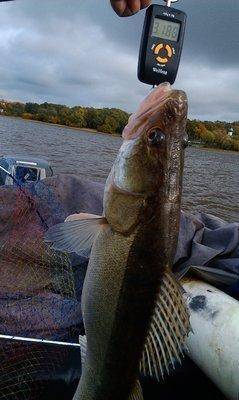 IMAG0429.thumb.jpg.4370c10a97891753baeeb