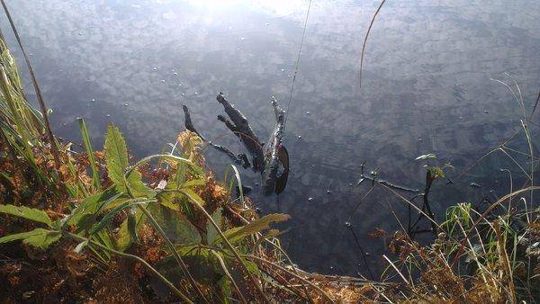 IMAG1330.thumb.jpg.4528230e50d19e94a7241