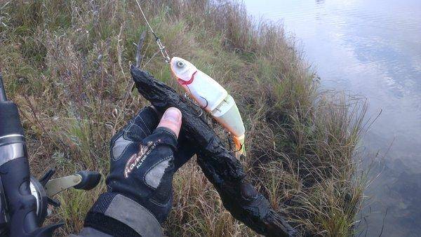 IMAG1335.thumb.jpg.3dbcf902c00a1d899ef17