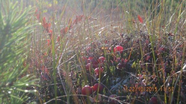 IMG_6035.thumb.JPG.29c44b89a900205feb2bc