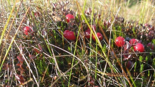 IMG_6036.thumb.JPG.f594576a37f0c2ed56617