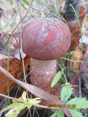 IMG_6630.thumb.JPG.f4283e0dbbcf367b20ccc