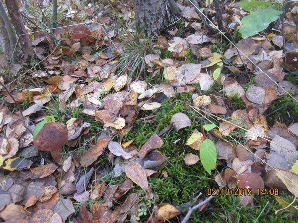 IMG_6631.thumb.JPG.91123767f9a94f24dab3a