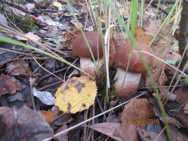 IMG_6632.thumb.JPG.4e0a3b48d9b066e1935df