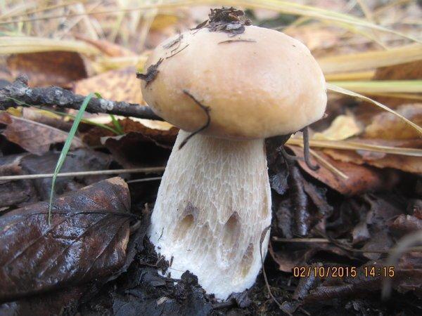 IMG_6635.thumb.JPG.f9049a323110df1fcce8a