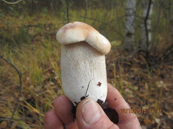 IMG_6645.thumb.JPG.885feda84f26e96aad7e9