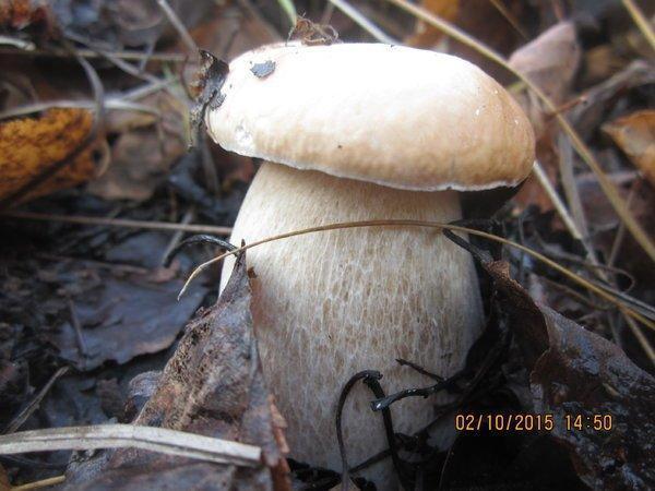 IMG_6648.thumb.JPG.646e3c32f35e18e43b73a