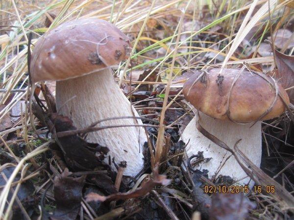 IMG_6651.thumb.JPG.16a0696aeddad3b6c1f6e