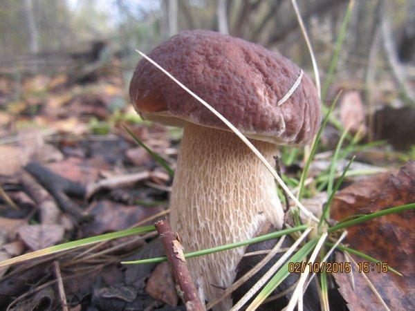 IMG_6656.thumb.JPG.684a2677e1c052c2c406d