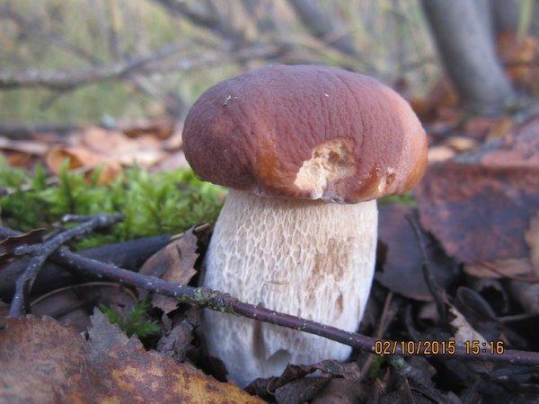 IMG_6657.thumb.JPG.ecba8296dcd9866b6bdcd