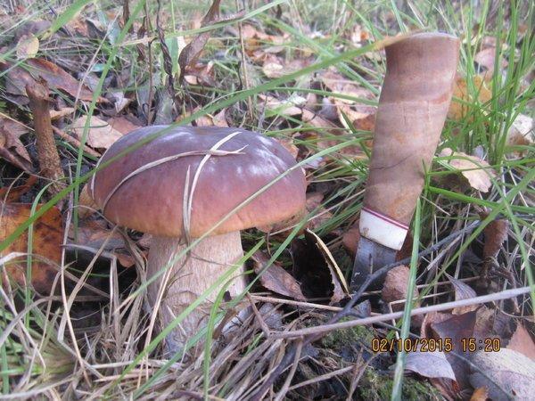 IMG_6659.thumb.JPG.79c82d79473022e0f1000