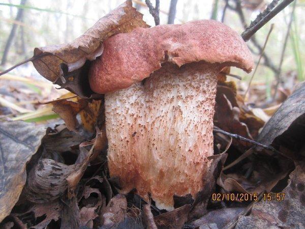 IMG_6663.thumb.JPG.a730533b3ea374fa76534