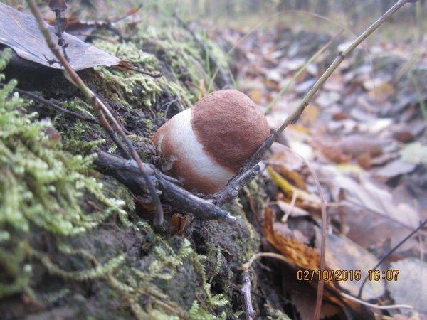 IMG_6664.thumb.JPG.963c4548eb74aaa5a88ce