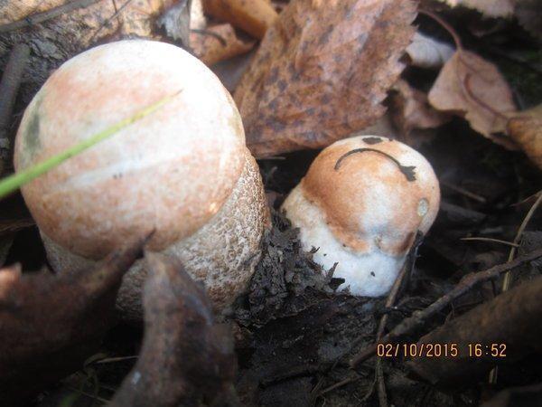 IMG_6667.thumb.JPG.7b6e14a970a188ed71c59