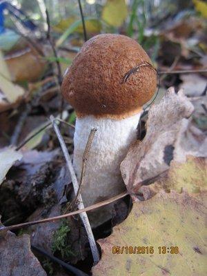 IMG_6690.thumb.JPG.a814cc2cb1d9fb62dd369