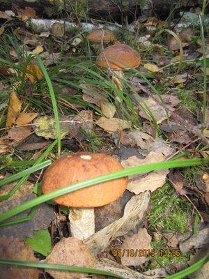 IMG_6692.thumb.JPG.625df9e23583e8b737c8e