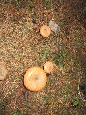 IMG_6693.thumb.JPG.2641211fda5cec36ec205