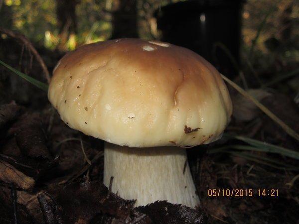 IMG_6694.thumb.JPG.8bd98ec211e6fbf4dc807