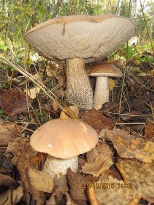 IMG_6697.thumb.JPG.e3c8e9ef5594690498840