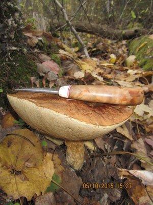 IMG_6703.thumb.JPG.6f9fa3609e54892a4e433