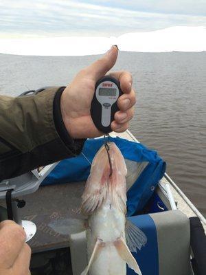 IMG_7140.thumb.JPG.94fe09b7ccb062c810538