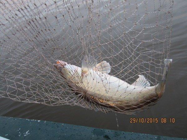 IMG_7490.thumb.JPG.3106cc062dd9bc2df96e6