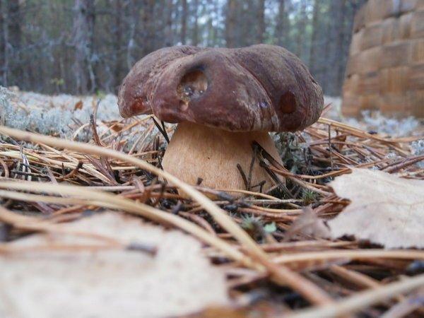 P9210477.thumb.JPG.3c78a41fc0abff48118c8