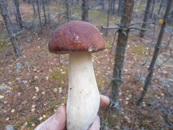 P9210479.thumb.JPG.c111126fb3477f6c15a7f