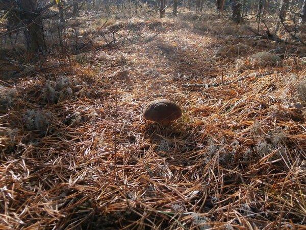 P9210480.thumb.JPG.44017de3ffb884146dff3