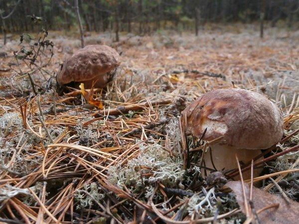 P9210483.thumb.JPG.500d9c8a57084adb7f656