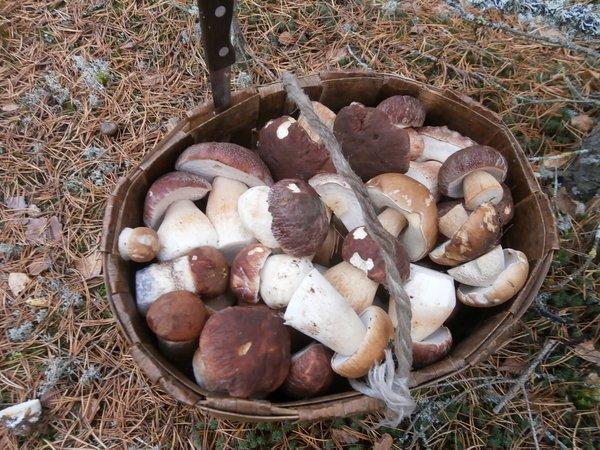 P9210485.thumb.JPG.2596d8900ce97ce486a86