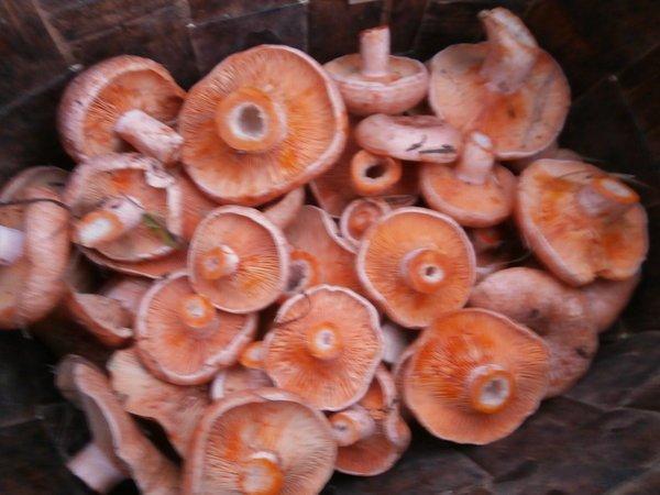 P9240493.thumb.JPG.534ce7d62bc20ac99782b