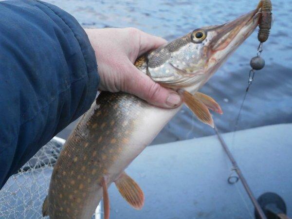 P9290507.thumb.JPG.393ab723c1db2ab4686aa