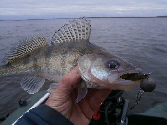 PA030189.thumb.JPG.b193a4ab135d4903927ee