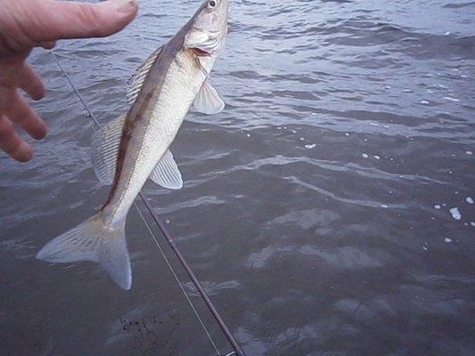 PA030199.thumb.JPG.6a28d4faed0f99535320b