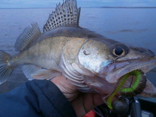 PA030209.thumb.JPG.04ca51a47f89473a9387b