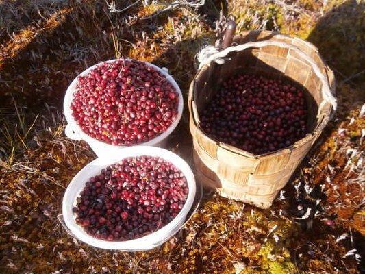 PA050222.thumb.JPG.a441fa56f774b30ae128a