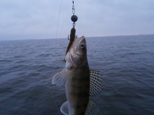 PA060226.thumb.JPG.1e4cb7837438f99ee465e