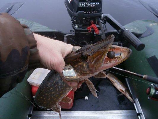 PA130250.thumb.JPG.858154f3dcc682c3abab0