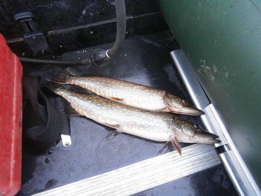 PA130251.thumb.JPG.28d2b3323efbb0eea4f1d