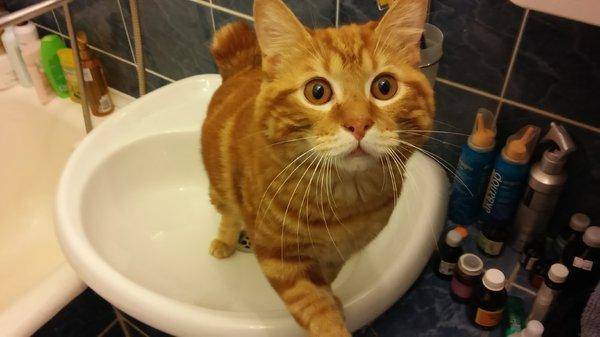 20151117_124439.thumb.jpg.fc8faf6ab28080