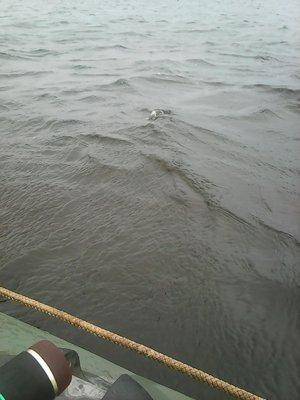 5636359f9c4b2_1001.thumb.jpg.eea3117f05a